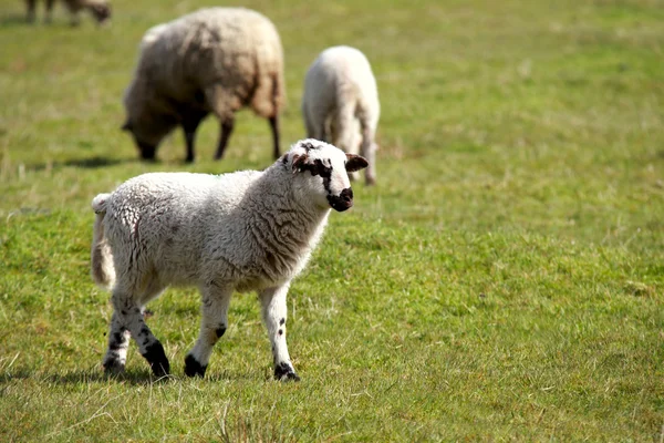 Dutch lamb walking — Stock Photo, Image
