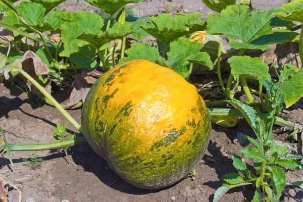 Pumpkin on field — Stock Photo, Image
