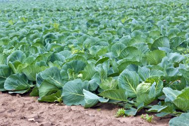 Cabbage field clipart