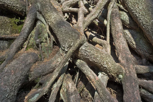 Tangled коріння — стокове фото