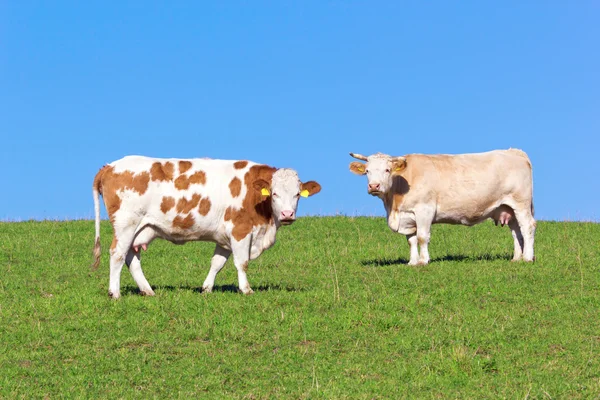 Vacas em pastagens — Fotografia de Stock