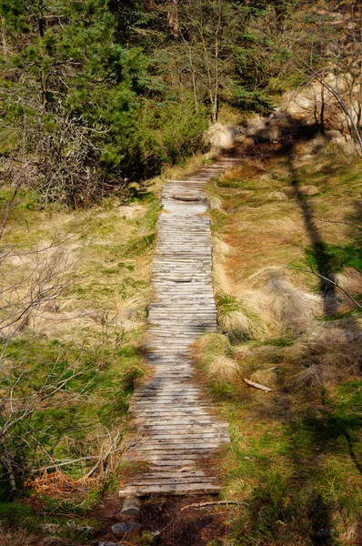 Wooden pathway — Stock Photo, Image
