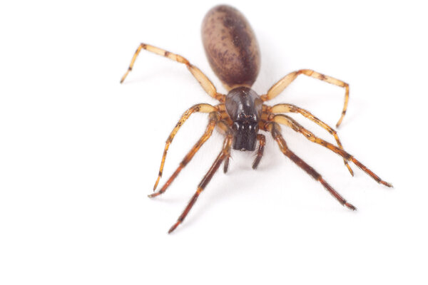 Семена сенокулята
