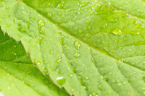 stock image Green leaf with rain drops