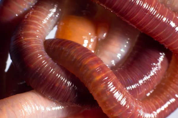 Earthworms — Stock Photo, Image