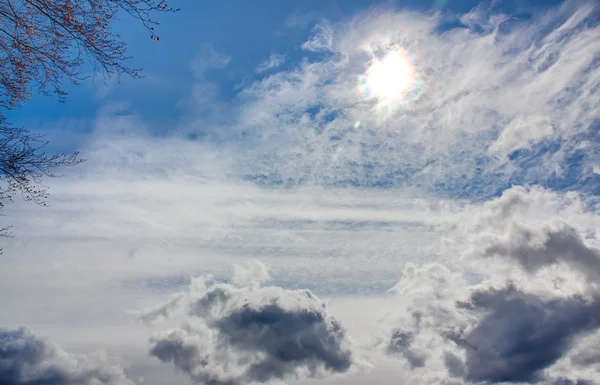 Himmelen med et tre – stockfoto