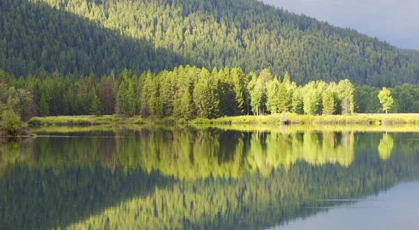 stock image Forest and water