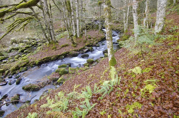 森林里的小溪 — 图库照片