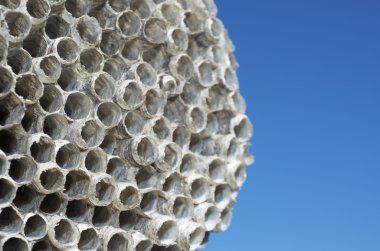 Wasps' nest clipart