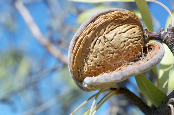 stock image Nut close up