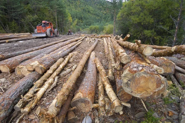 Deforestación — Foto de Stock