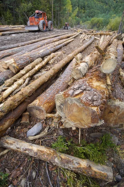 Deforestation — Stock Photo, Image