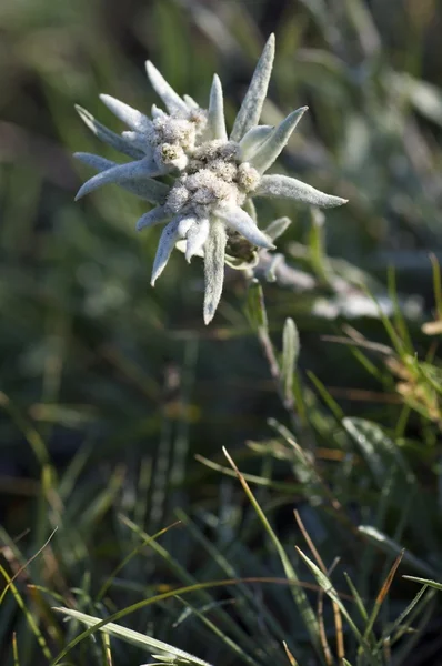 stock image Edelweiss