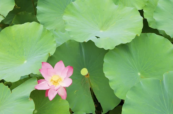 stock image Pink lotus flower