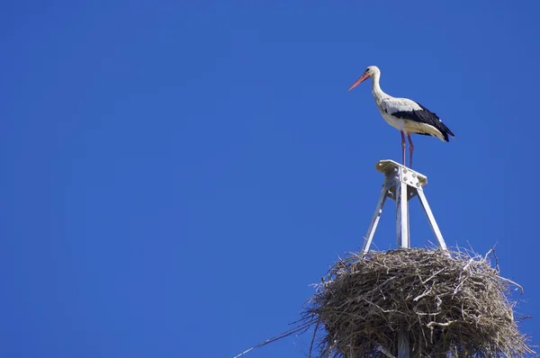 Stork view — Stock Photo, Image