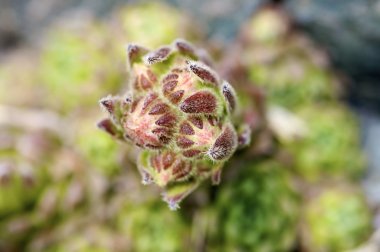 Sempervivum montanum