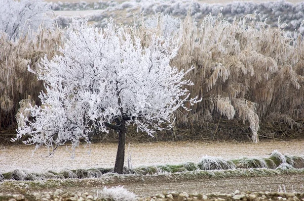 Frosty tree — Stock Photo, Image
