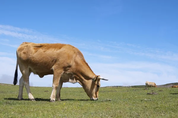 Stock image Cows view