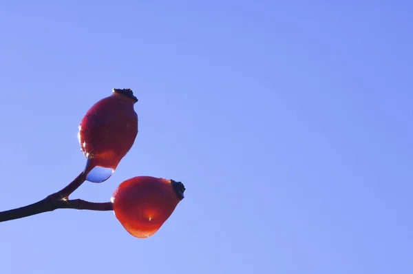 Червоні фрукти — стокове фото