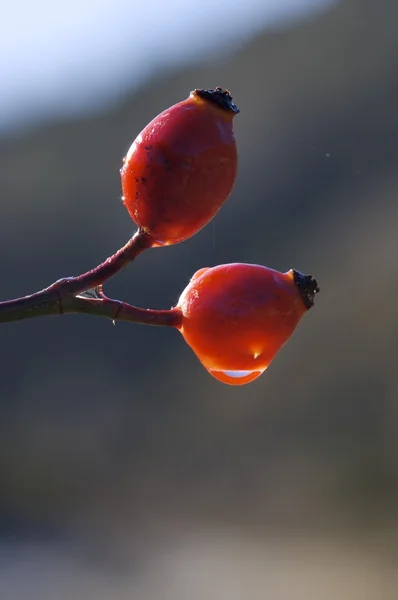 Rote Früchte — Stockfoto