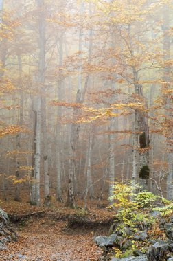 Forest in autumn clipart