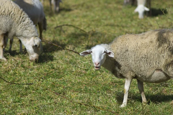 Ovce zobrazení — Stock fotografie