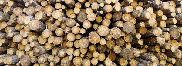 Logs background — Stock Photo, Image
