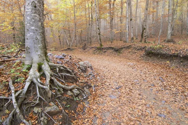 Skov i efteråret - Stock-foto