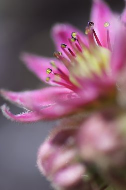 Sempervivum montanum