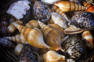 Shells clipart