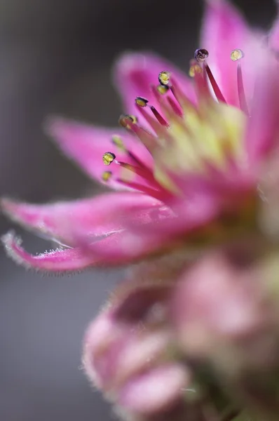 Sempervivum montanum — Stok fotoğraf