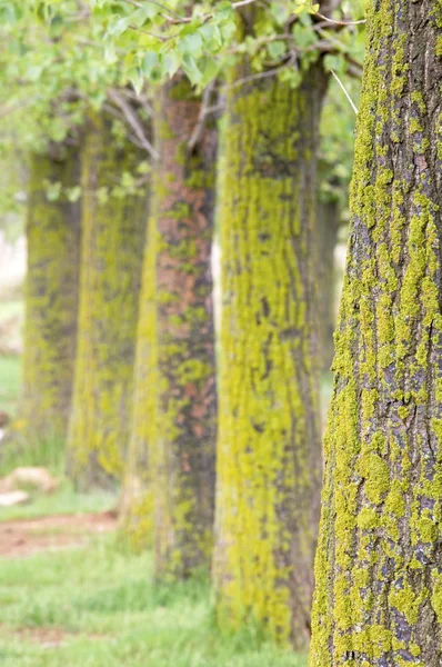 Деревья с лишайником — стоковое фото