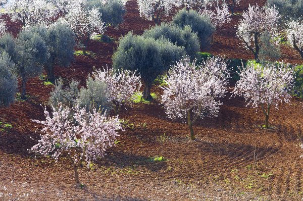 Almond and olive trees