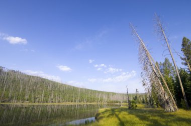 Yellowstone