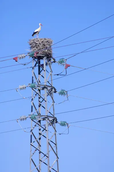 Stork in a pylon — Stock Photo, Image