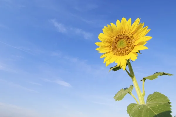 Girasol — Foto de Stock