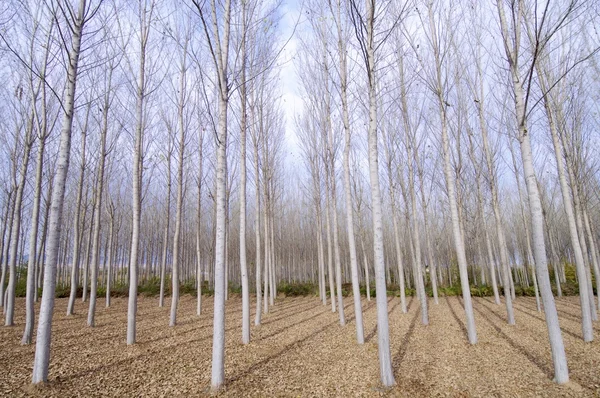 stock image Winter forest