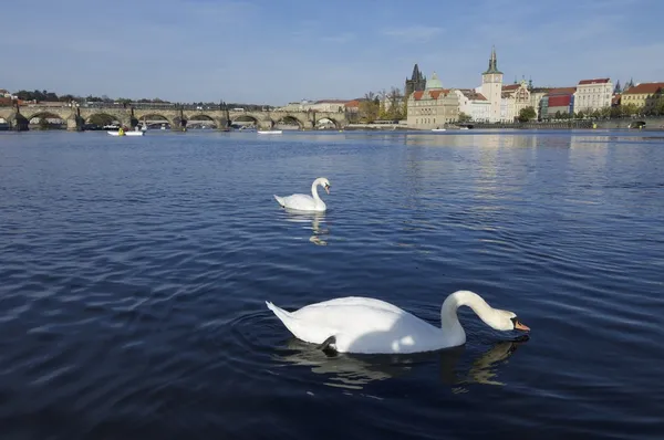 Cisnes em Praga — Fotografia de Stock