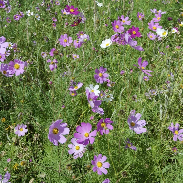 stock image Lilac flowers