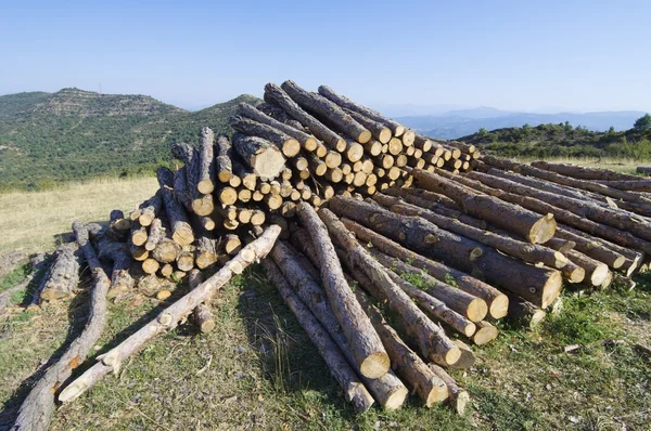 Вырубка лесов — стоковое фото