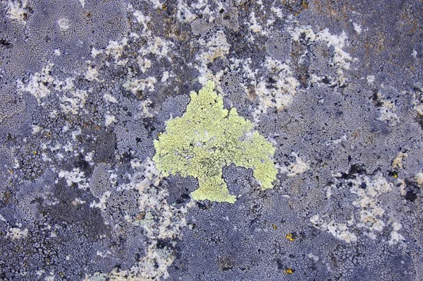 Piedra de granito con liquen amarillo —  Fotos de Stock