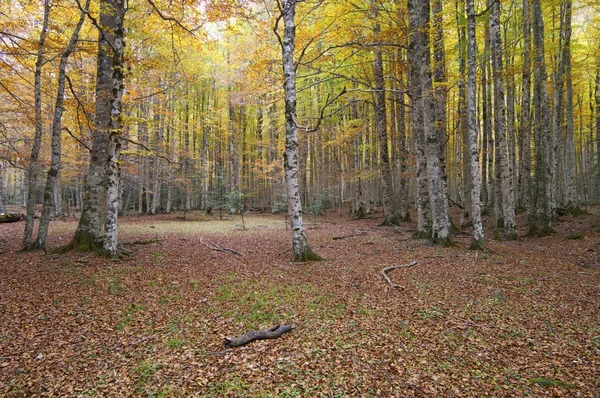 Jesienny Las — Zdjęcie stockowe