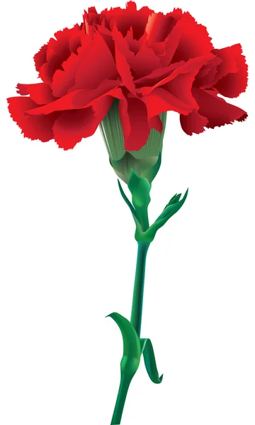 孤立的红色康乃馨 — 图库矢量图片