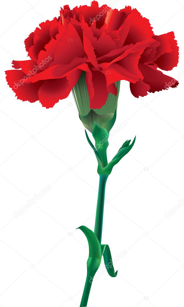 Red carnations isolated