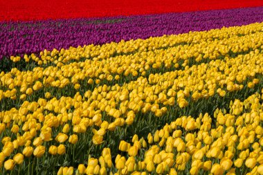 Hollanda 'daki lale tarlası