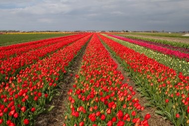 Hollanda 'daki lale tarlası