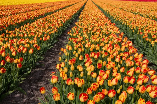 Tulip field in Holland — Stock Photo, Image
