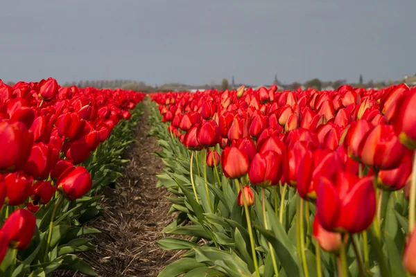 Red tulip field — Stock Photo, Image