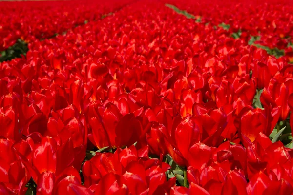 Tulip field in Holland — Stock Photo, Image