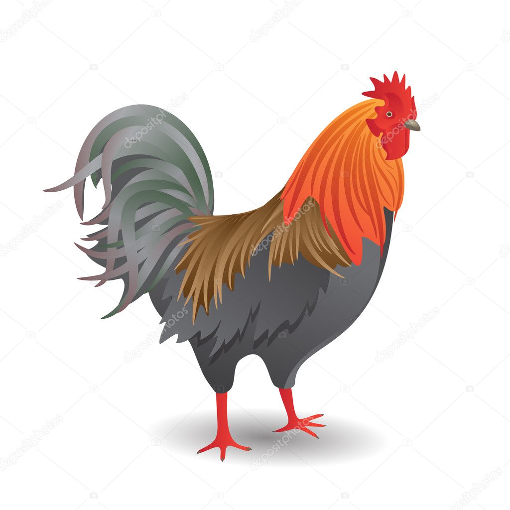 The Cock Stock Vector Image By ©alexandragl 10546736 